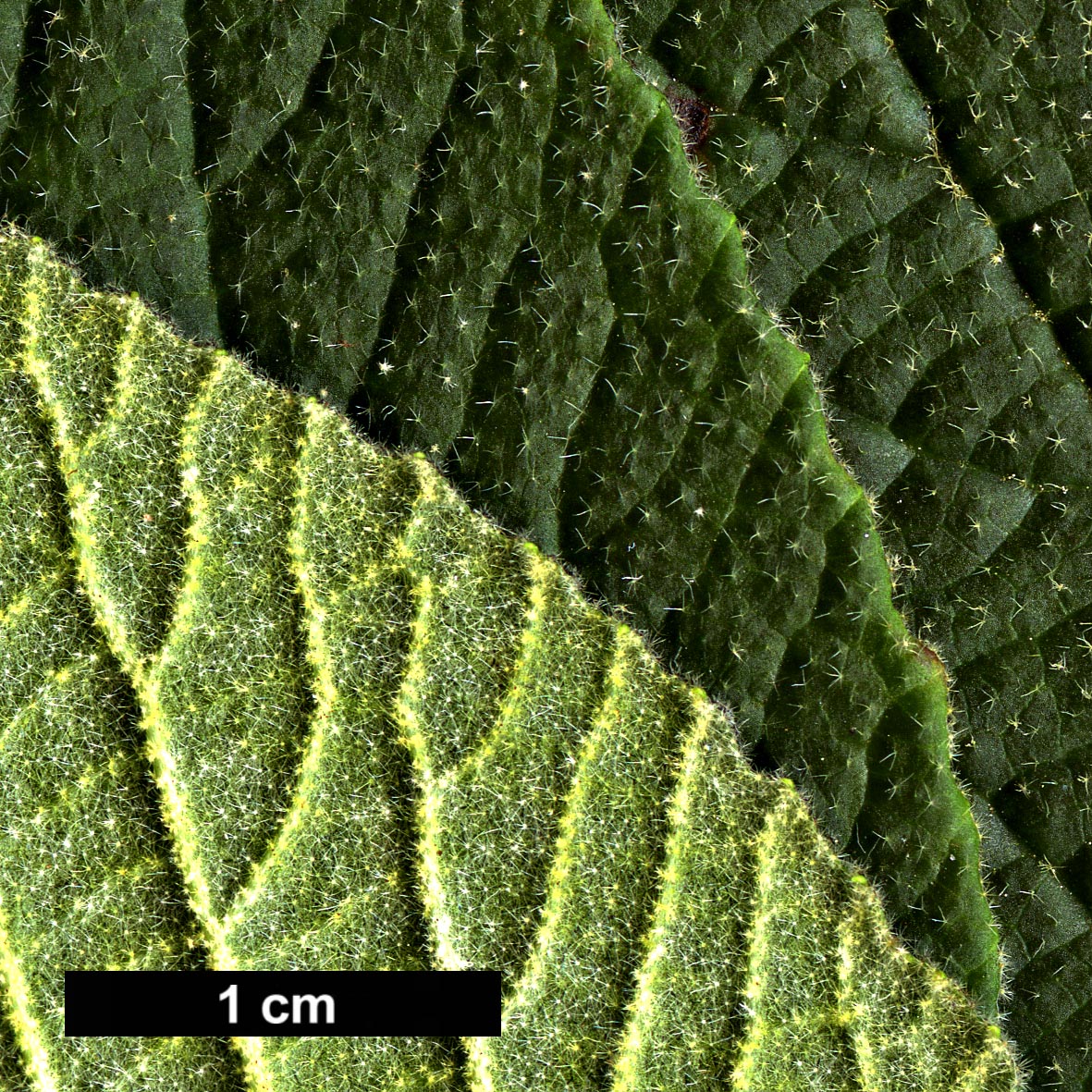 High resolution image: Family: Adoxaceae - Genus: Viburnum - Taxon: ×rhytidocarpum (V. buddleifolium × V. rhytidophyllum)